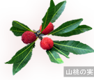 山桃の実